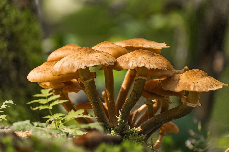 marciumi radicali - Armillaria mellea