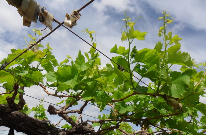 Germogliamento della vite