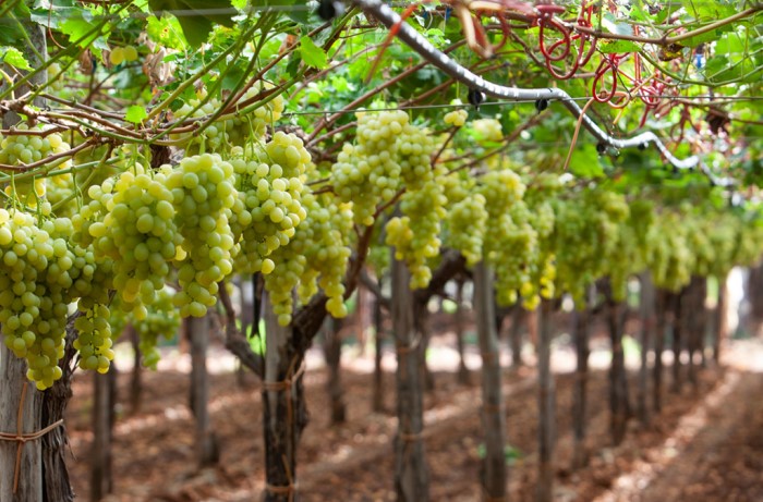 uva da tavola - nutrizione