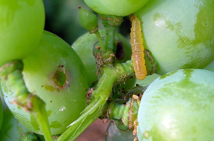 confusione sessuale - tignoletta della vite