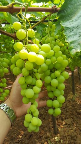 disseccamento del rachide