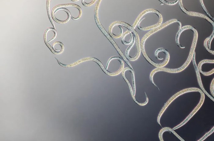 oziorrinco - uso di nematodi entomopatogeni