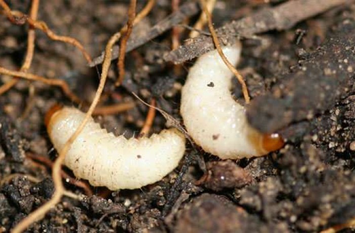 oziorrinco-radici-pianta-1