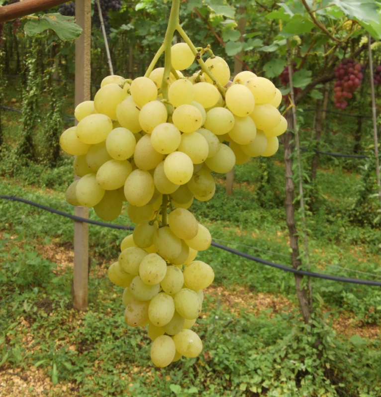 In foto: grappolo della varietà bianca: "Pugliese".