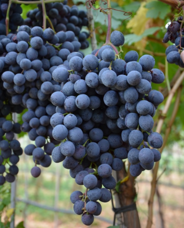 Grappolo della varietà nera Maula 1