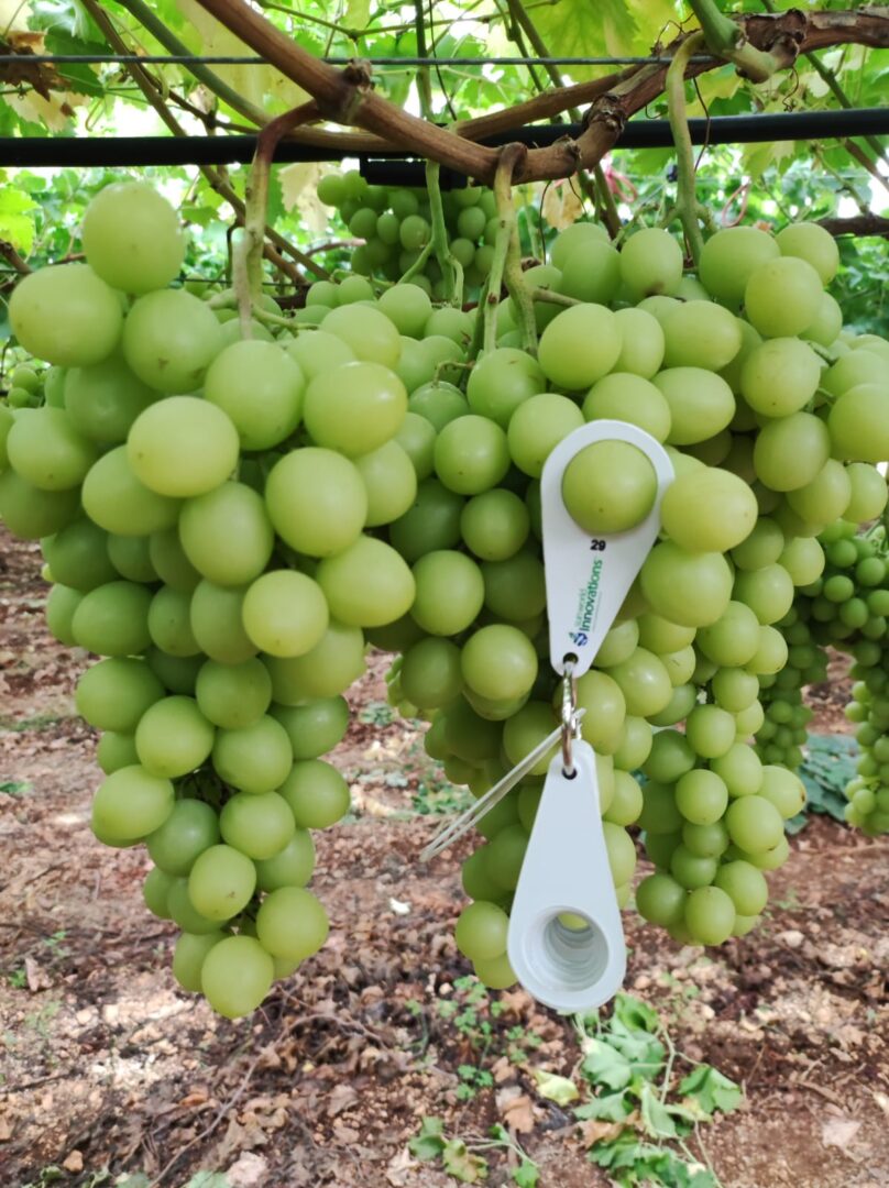 Uva da tavola cv Autumncrisp®️