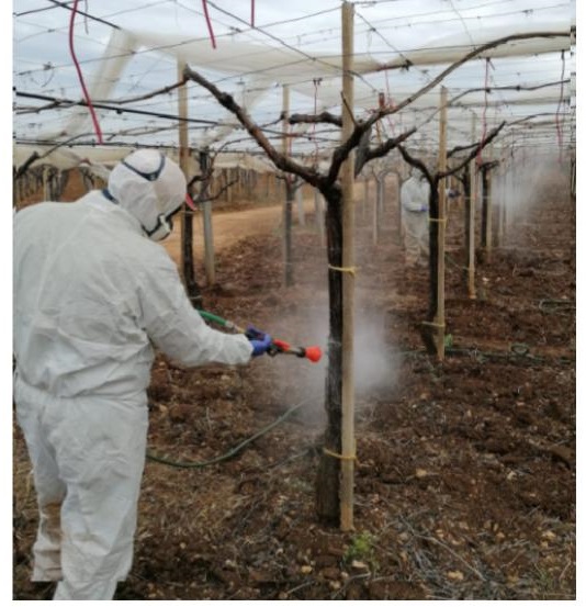 Esecuzione del trattamento estintivo durante la fenofase di gemma cotonosa con miscela a base di olio bianco e zolfo bagnabile. L’obiettivo è quello di colpire i corpi fruttiferi svernanti di E. necator sul ritidoma della vite.