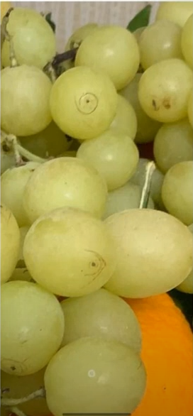 Hairline su uva da tavola