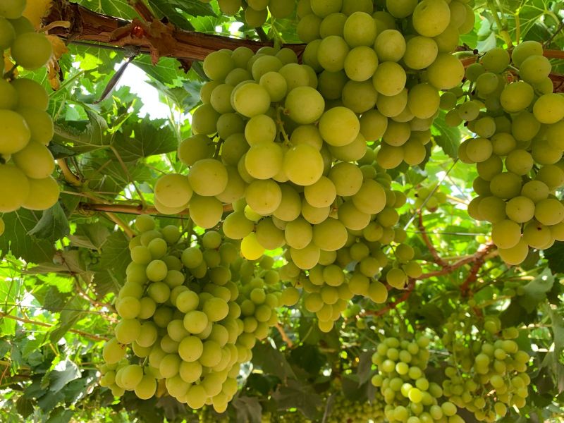 Selezione 3.3.142, Cile