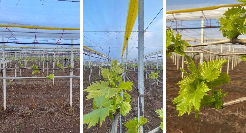 Vigneto della varietà Millenium Seedless in agro di Torre a Mare - 9 marzo 2022