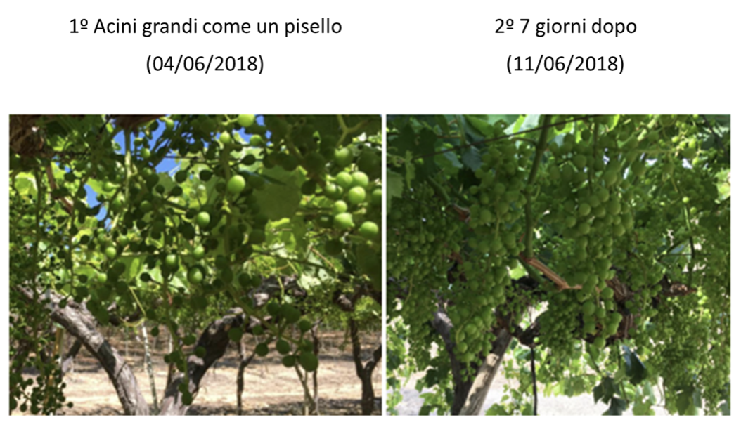 L'immagine mostra i due diversi momenti di applicazione.