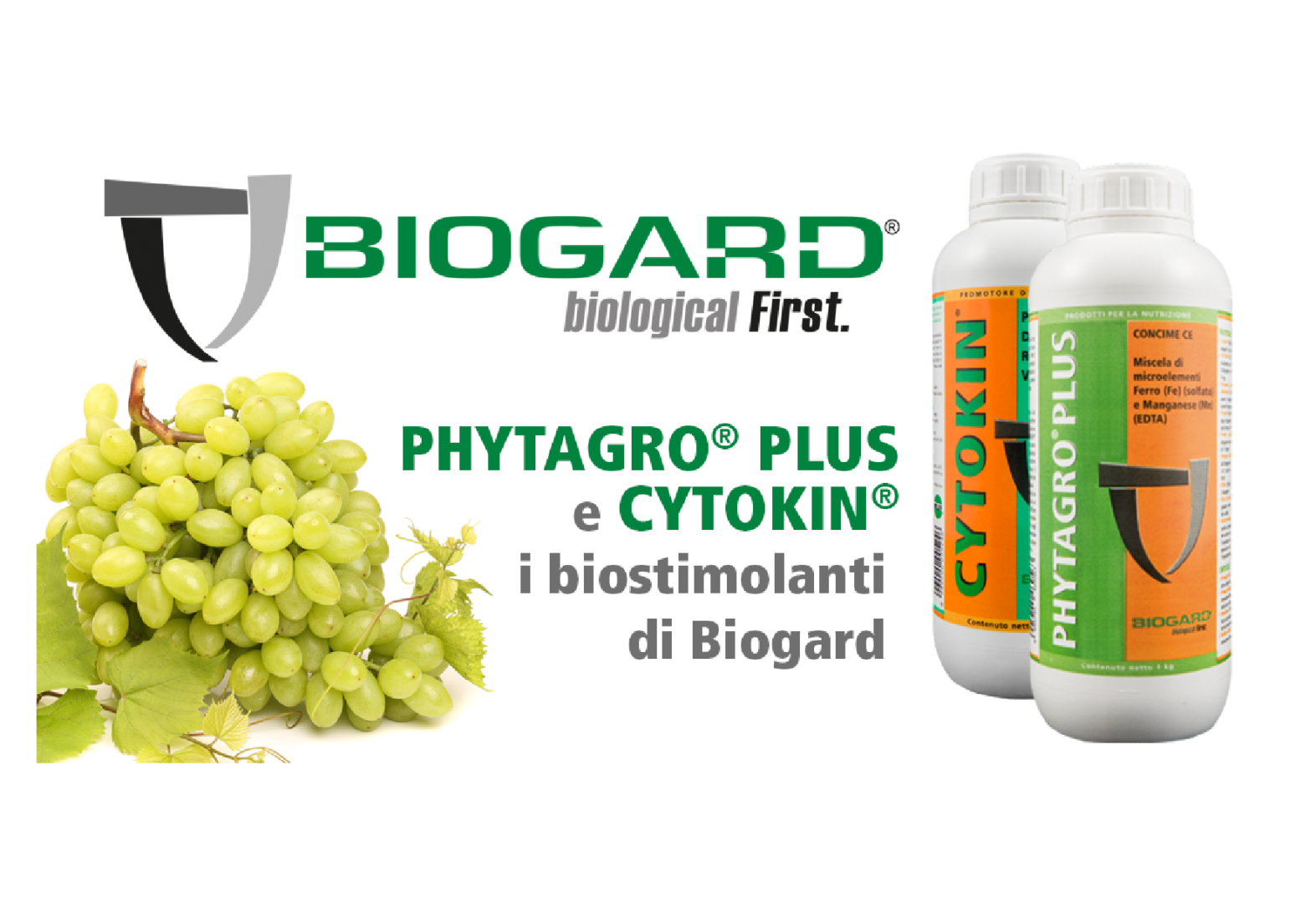 germogliamento e allungamento del grappolo