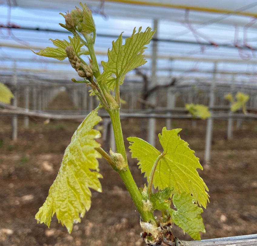 Germoglio della CV Attica in agro di Torre a Mare - 9 marzo 2022