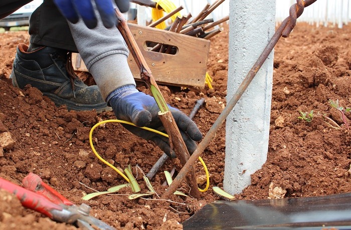 innesto in campo - come procedere