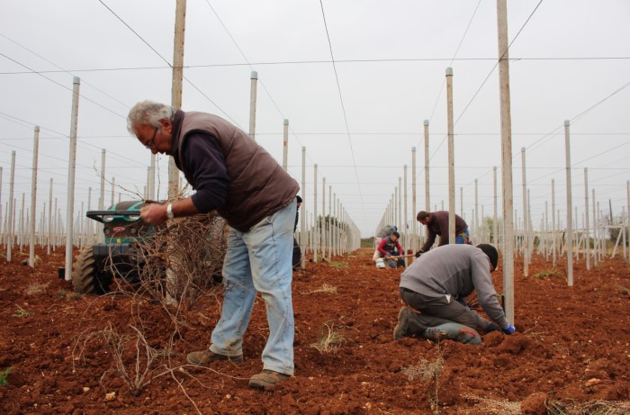 innesto in campo - uva da tavola