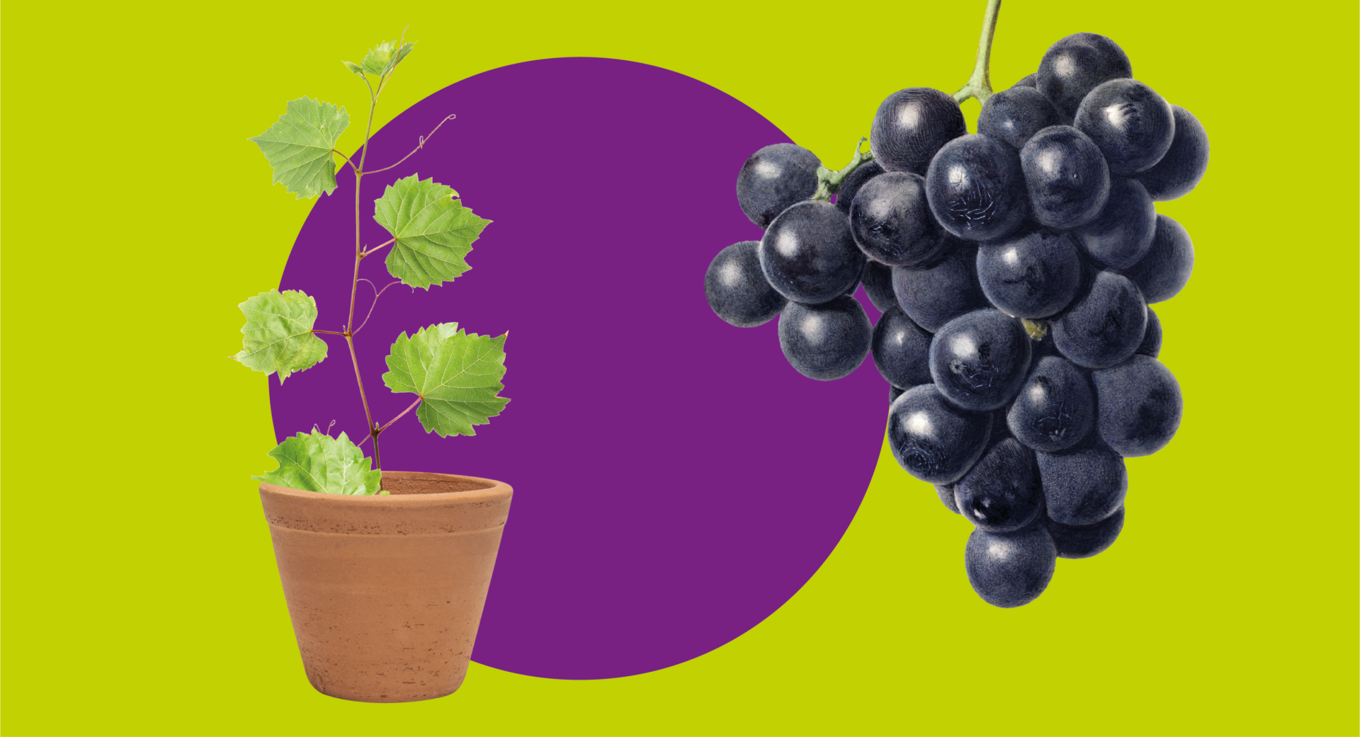 potatura fratelli vita