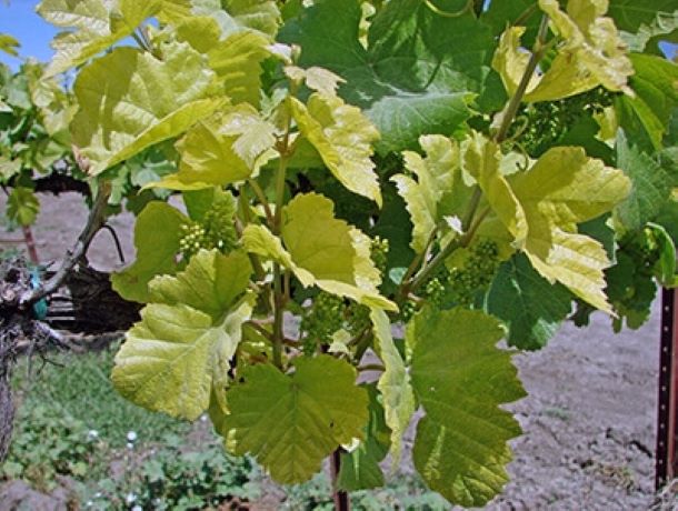clorosi ferrica