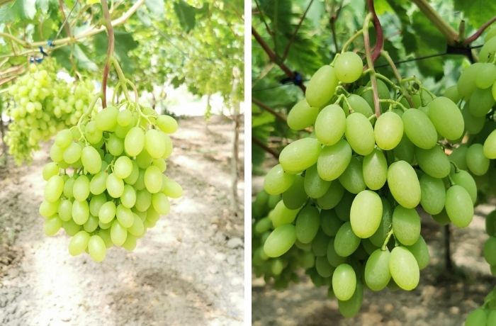 Azienda Nunzio Crescione - uva precoce Arra30 Sugar Drop™ - Mazzarrone (Ct)- maggio 2022