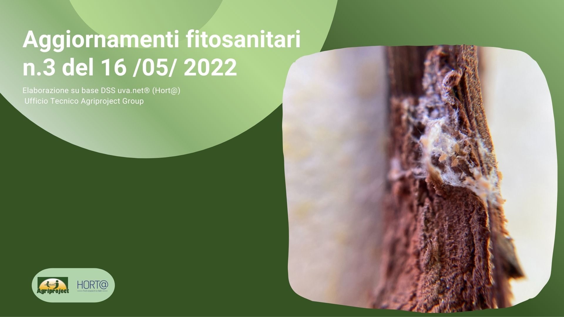 aggiornamenti vigneto