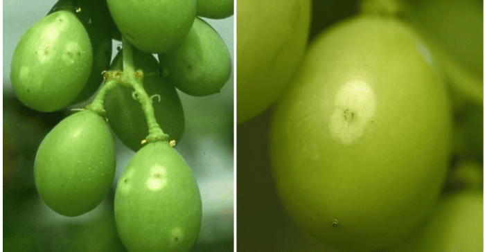 frankliniella occidentalis (1)