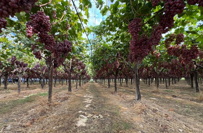nutrizione della vite 1
