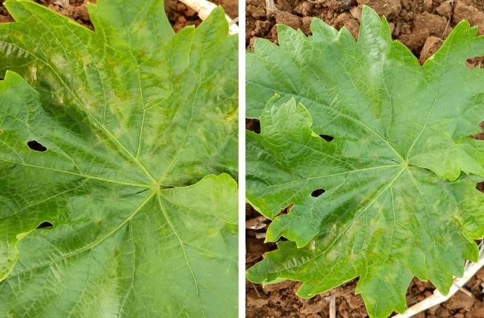 Oidio su foglie di vite da tavola