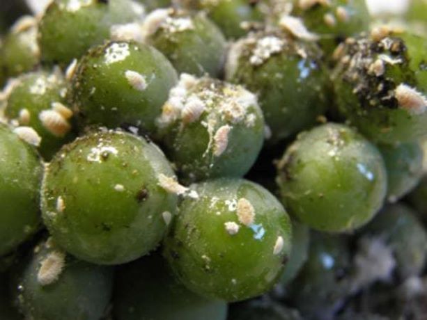 Cocciniglia farinosa