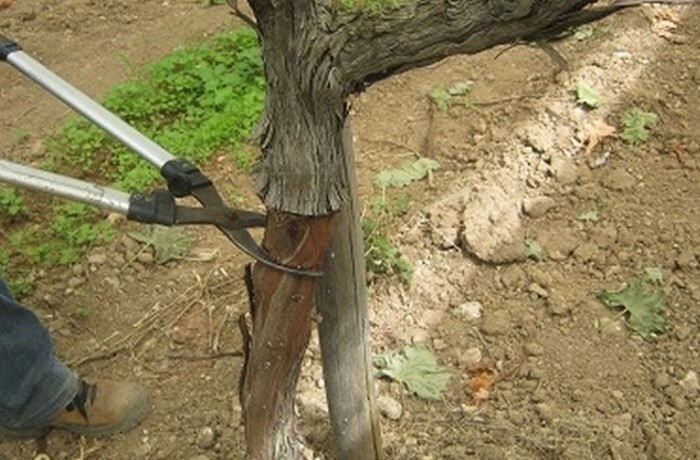 incisione anulare vite