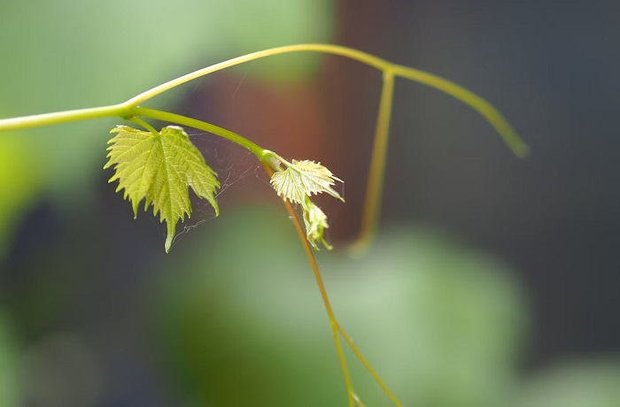 ormoni della fioritura