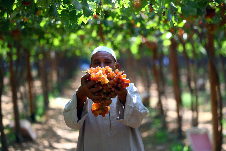 impianti illegali uva