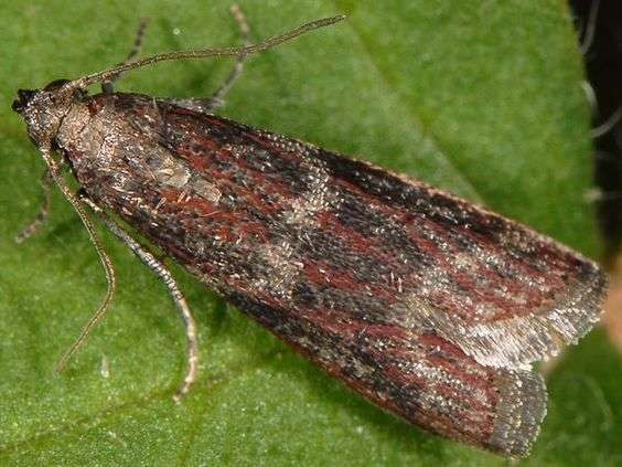 bilancio fitosanitario