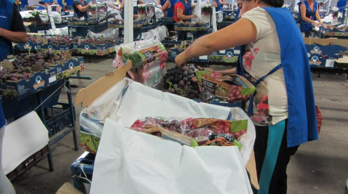 post raccolta dell'uva