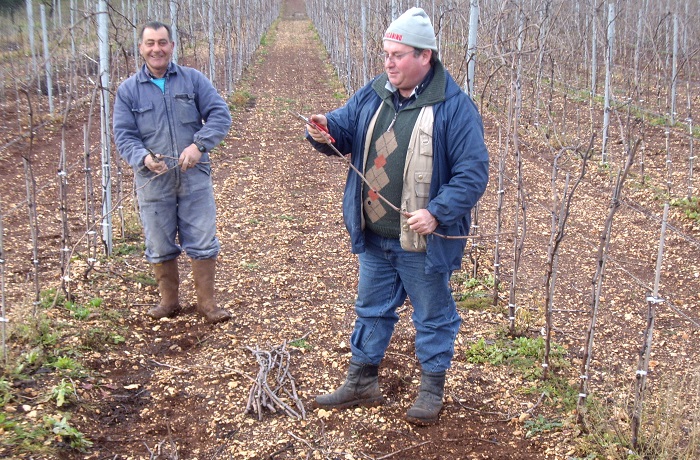 scelta delle marze in vigneto