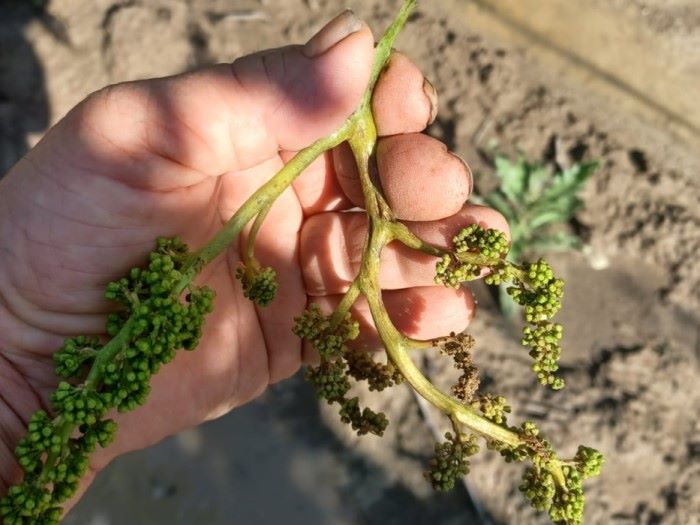 peronospora