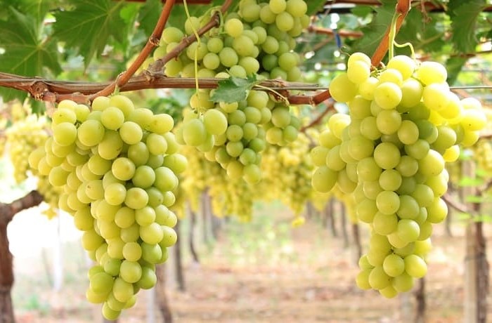 protesta viticoltori uva da tavola