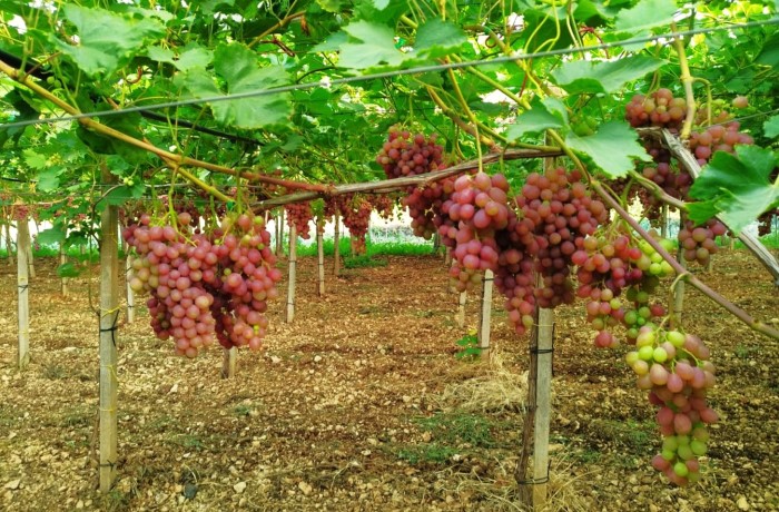 stagione uva italiana 2023