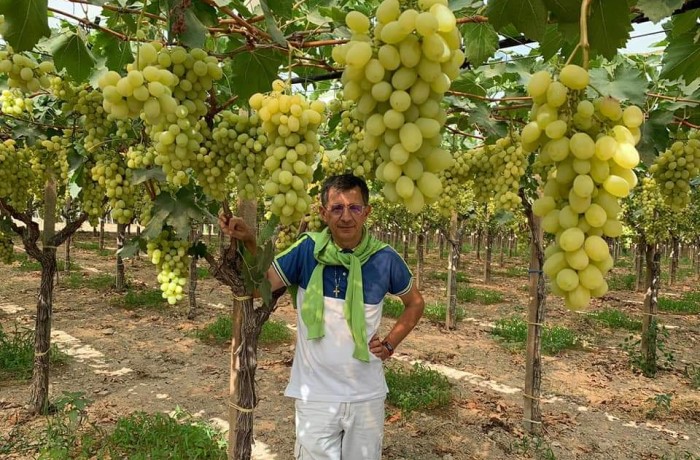 colore delle uve silverio pachioli
