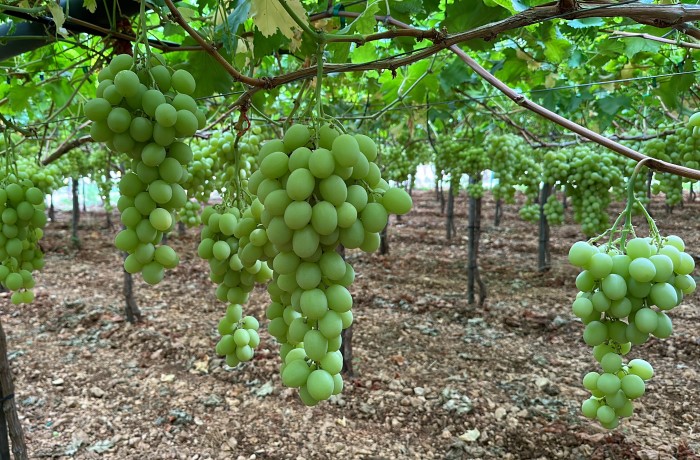 uve tardive 2023 autumncrisp