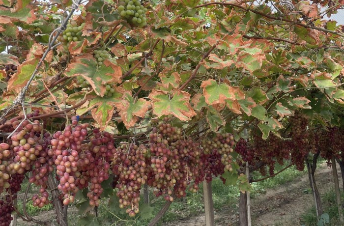 vigneti uve tardive 23