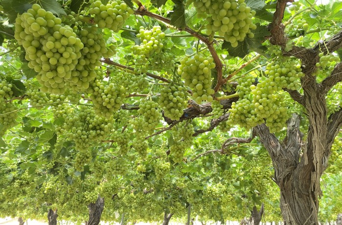 viticoltura-spagnola