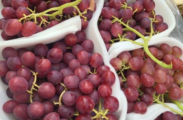 viticoltura italiana comparto