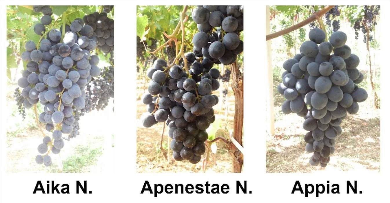 nuovi genotipi uva