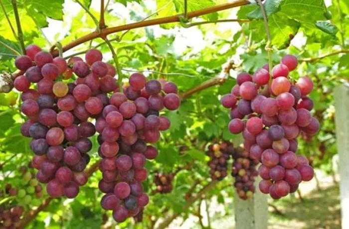 mercato dell'uva da tavola 1