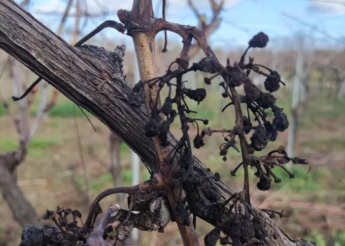 peronospora danni cia puglia