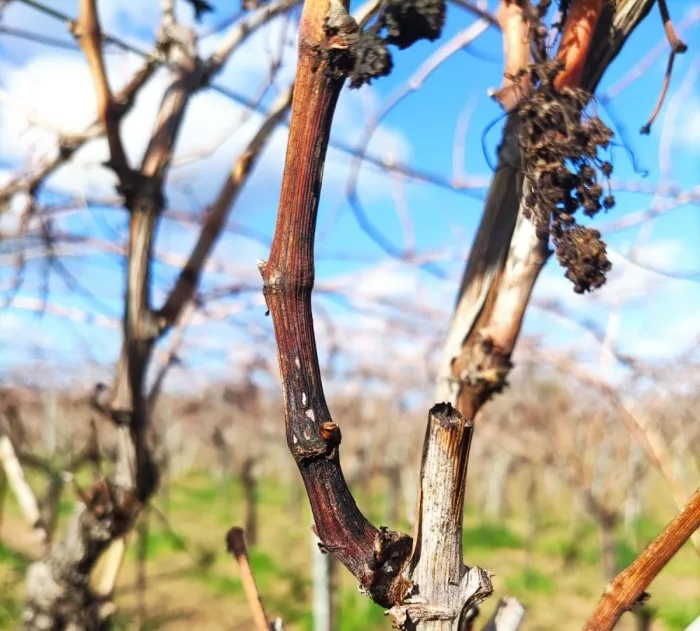 peronospora danni puglia 2023