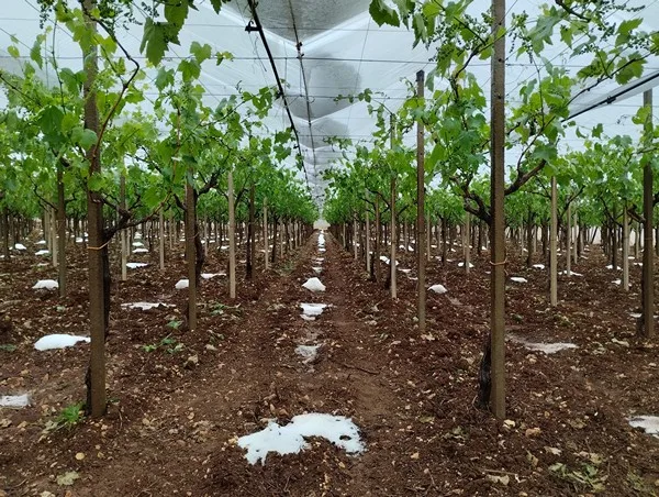 polizze agricole gelate puglia