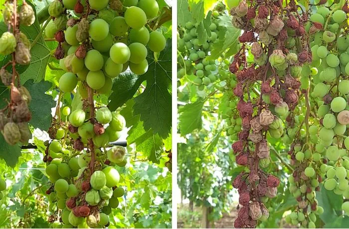 emergenza siccità sicilia danni