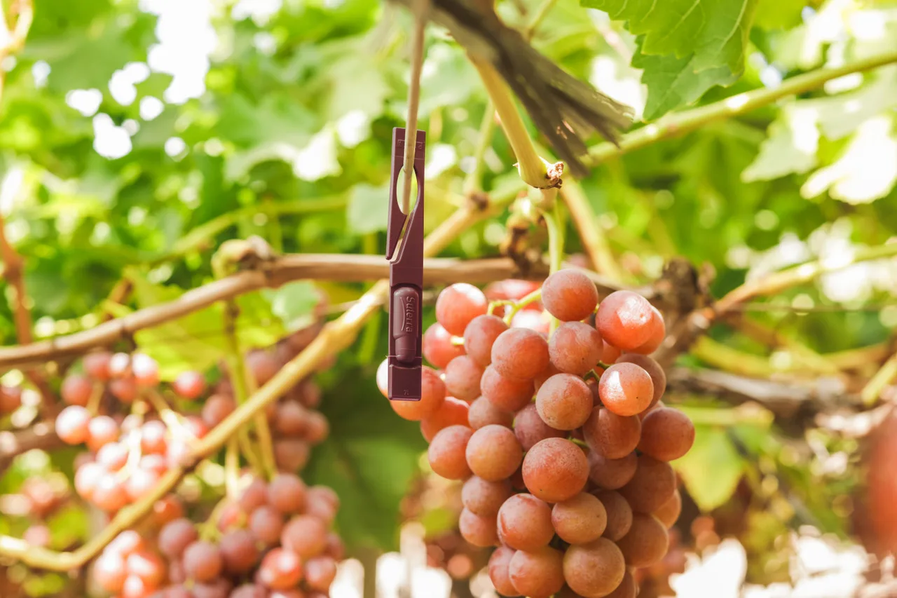 suterra-celada-murcia-full-215-burgundy para ok