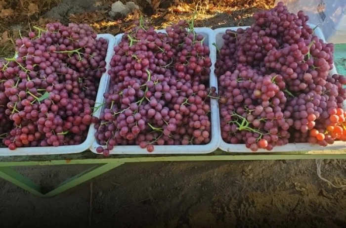 uva da tavola in Cile 1