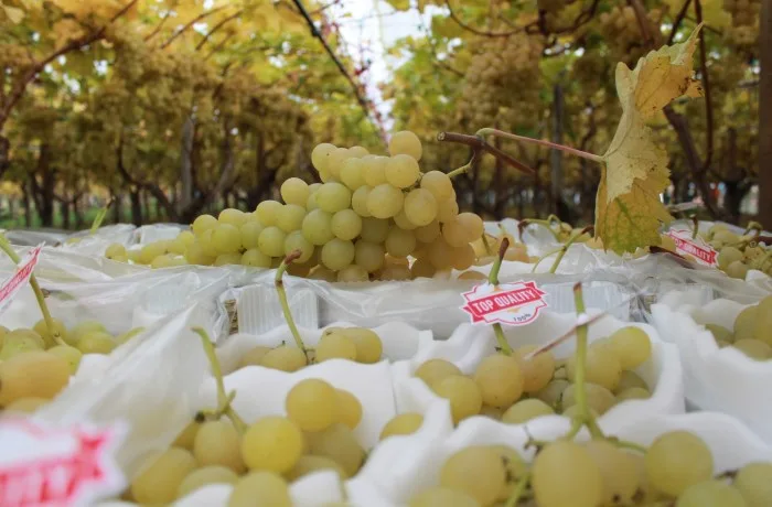 vite da tavola in puglia